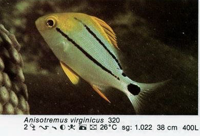 Anisotremus virginicus